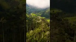 Unveiling Cocora Valley: Colombia's Enchanted Palms! 😍 #CocoraValley #ColombiaTravel