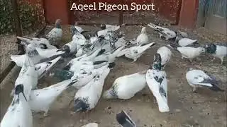 Pigeon Setup | High Flyer Pigeon | Pigeon Setup On Roof |