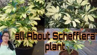 Schefflera plant care/all about umbrella plant/chatim plant 🪴