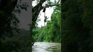 A monkey falls into the water #shorts #wildlife #monky