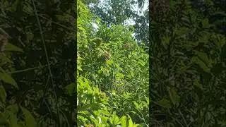 Mind Blowing Nature #meditationnature #ytshorts #relax