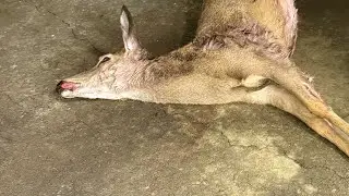 Deer chill bowl/ হরিনের মাংসের স&zwj;্যুপ। #easyrecipe #uslife #travel #viral #deerhunting 