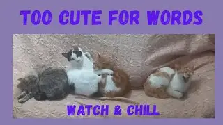 MOST RELAXING CUTE CAT VIDEO EVER?? #relaxwithcats