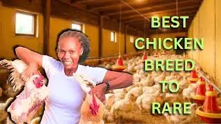 Which Grows Faster, Broiler or Cockerel? Watch to Find Out! #cockerel  #broilerchickens #goviral 