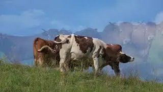 Country Music 2+ hours - Set the Mood Music studying, work, focusing, exercise, relaxation!