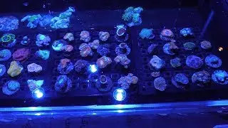 Austin Reef Club Frag Swap