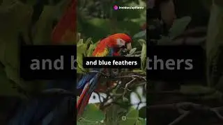 Top 5 Most Colorful Animals