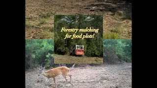 Forestry mulching to create food plots! #forestrymulching #foodplots #hunting 