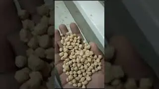 White chickpea Color sorting machine operation || Carter Unique Group
