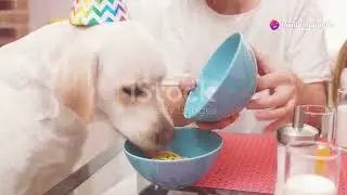 5 Common Mistakes New Dog Owners Make