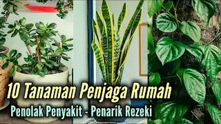 10 Housekeeper Plants, Disease Repellents and Attractors of Sustenance