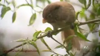 Bhutan Birding Tours