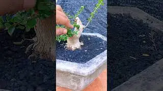 Proses pemilihan tunas, bahan bonsai Sancang. #bonsai #bonsaitree # indoor bonsai # outdoor bonsai