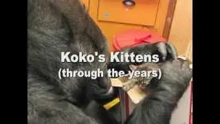 Koko Loves Kittens (and People)
