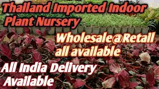#Thailand Imported Indoor Plant Nursery#All Indian Delivery Facility Available#@😱😱😱