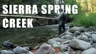 This Small Creek Held a Big Surprise | Fly Fishing Northern Sierra Spring Creek