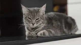 cat videos for kids,cat funny shorts,Cats Vine