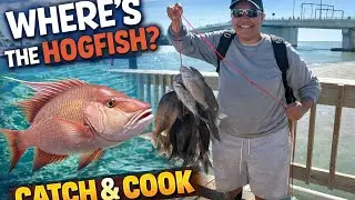 SEARCHING FOR A HOGFISH ON A 5-HOUR CHARTER&hellip; CATCH AND COOK 
