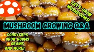 🍄Questions et r&eacute;ponses sur la culture des champignons&nbsp;!💥Cultivons des champignons&nbsp;! #CultivateurD...