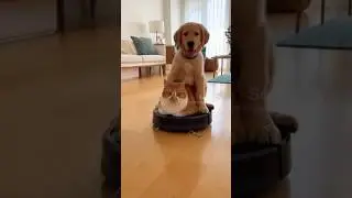அடப்பாவமே! ரோபோவில் பூனை, பூனை மேல் நாய்! | Cute Dog Sits on Cat