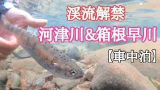 渓流釣り解禁　南伊豆河津川解禁釣行と箱根早川釣行と車中泊　【フライフィッシング】【flyfishing】【車中泊】