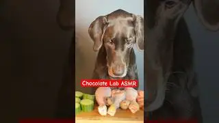 Asmr Chocolate lab ASMR - #puppy #dogdad #asmr #dogeating