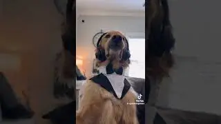 My dog got fired from his job!