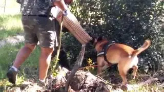 Mantrailing dogs for farm attacks