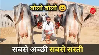 सबसे अच्छी सबसे सस्ती 4 बछड़ी वाली गाय 👉🏾 Sahiwal Tharparkar Rathi Cow ✨ Cow Available #Farmtalk 
