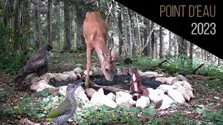 UN POINT D'EAU POUR LES ANIMAUX SAUVAGES ( 2023 )