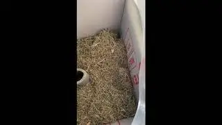 Как укрыть банан! Мастер класс от Сергея и Оксаны. г. Астрахань