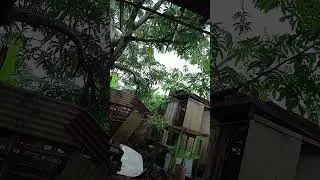 chuvas no Amazonas