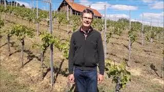 Weinbau - Pflanzenschutz Mitte Mai Teil 1