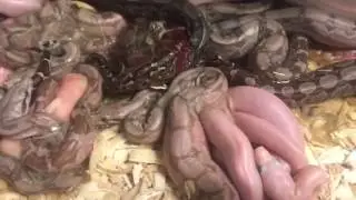 Boa Constrictor Emperor Diamond T Positive Super Fire.