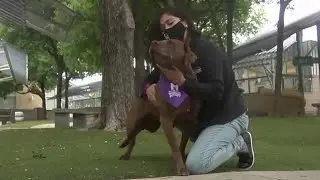 San Antonio animal shelters see increase in adoptions during COVID-19 pandemic