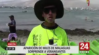 Anc&oacute;n: aparici&oacute;n de miles de malaguas en el litoral sorprende a veraneantes