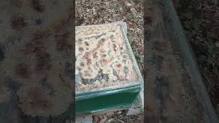 Apis mellifera norweska Krainka