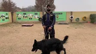 Black German Shepherd Simba | Ultimate Dog Training Tips & Tricks