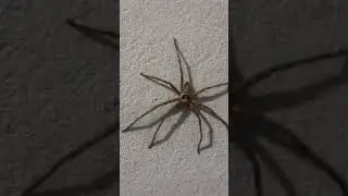 Spider Running #shorts