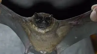Miller's Mastiff Bat