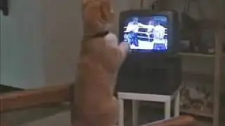 Кот Фанат Бокса Cat Boxing Fan