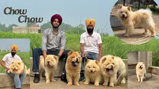 Best CHOW CHOW dogs in india🔥| RUSSIAN AND CHINESE chow chow😱| Chow chow in PUNJAB‼️