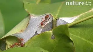 Weaver ant workers using larval silk to construct the nest, Thailand