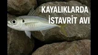 🎣 Kayalıklarda LRF ile İstavrit Avı | Rock Fishing Horse Mackerel with LRF