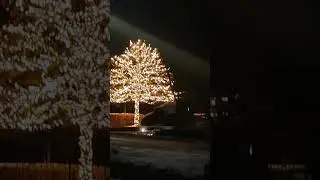 Foto  boom in  woerden