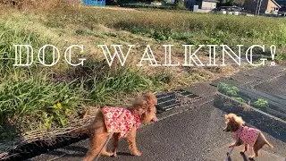 【Dog Walking!】とある山の近くをお散歩🎵