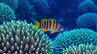 Meditation Music to Relax Body and Mind, Peaceful Mind • Relaxation Sounds