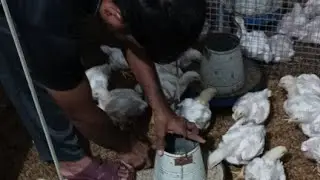 Poultry farm day 19 routine work || broiler chicken medication and feeding strategies on 19th day