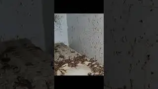 scorpion breeding 🦂 #ccto #scorpions #breeding #exotic #viral #trending #shorts