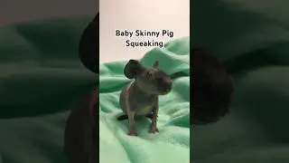 Baby Skinny Pig Squeaking